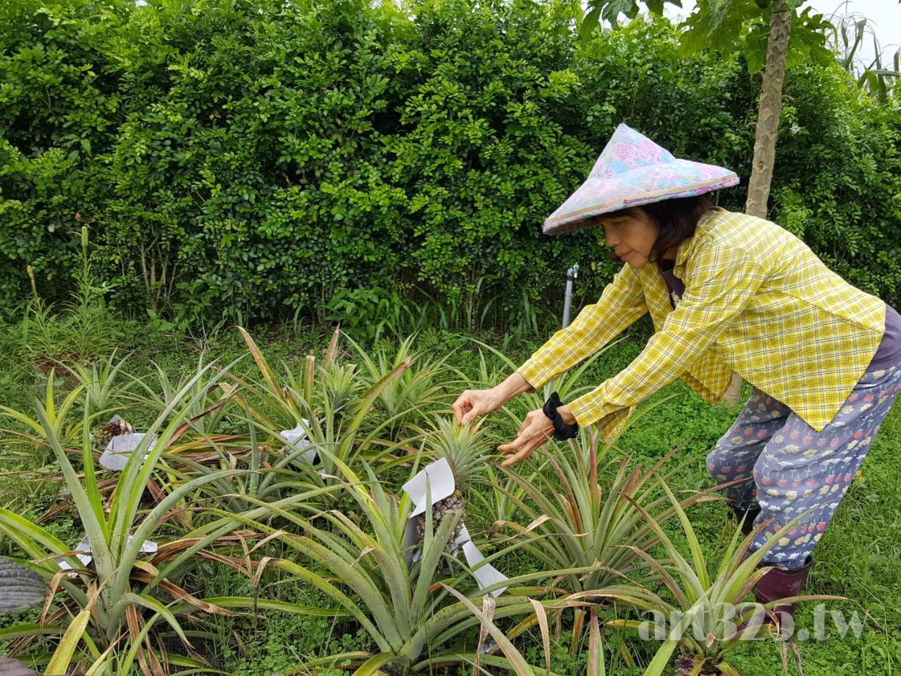 Fenglin Yi Tian Homestay المظهر الخارجي الصورة